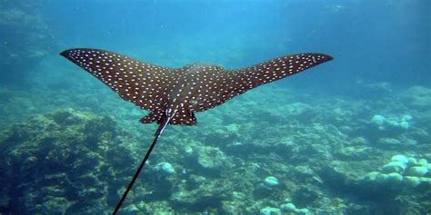 do stingrays eat octopus|What Do Stingrays Eat And Eating Behaviors .